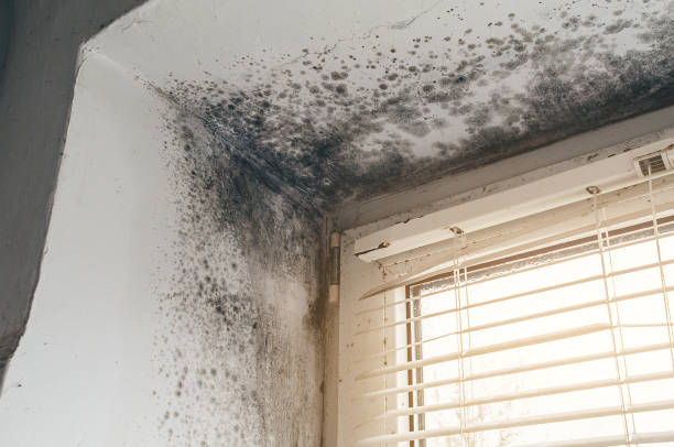 Affordable Mold Removal solutions in Bloomingdale, IL